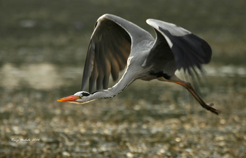 Airone cenerino - Ardea cinerea